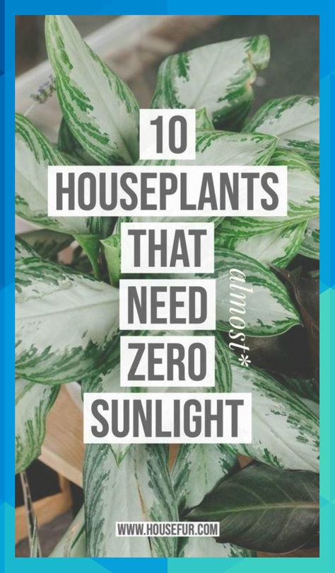 10 Houseplants That Need (Almost) Zero Sunlight | House Fur #reymundo13999 Low Light House Plants, Houseplants Low Light, نباتات منزلية, Household Plants, Decor Western, Decor Eclectic, Inside Plants, Growing Plants Indoors, Best Indoor Plants