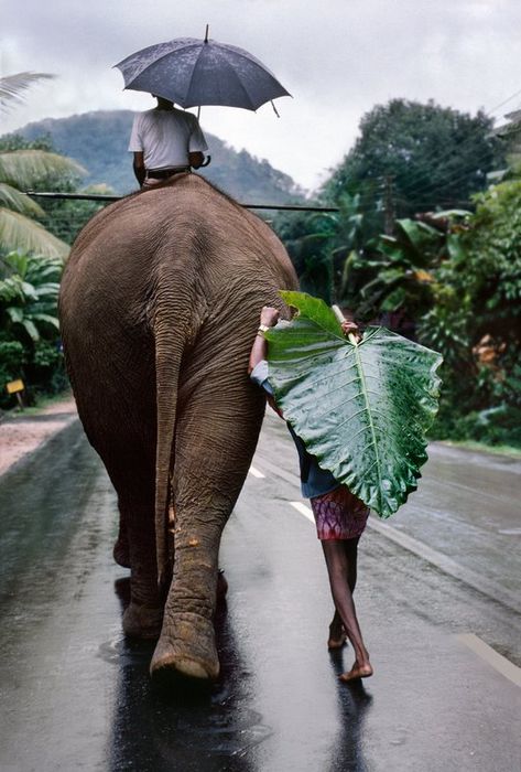 Young Man Walks Behind Elephant by Steve McCurry #Photography #Elelphant India Travel Guide, Steve Mccurry, Tulum Mexico, An Elephant, Bhutan, Kochi, 인물 사진, Mongolia, India Travel