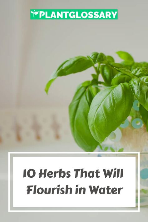 Imagine the convenience of growing herbs without soil. This article introduces 10 amazing herbs you can grow in water, offering a straightforward approach to indoor gardening. Learn how to cultivate these herbs using just water, and enjoy the fresh, homegrown flavors they bring to your kitchen. Herbs That Grow In Water, Growing Herbs In Water, Herbs In Water, Growing Parsley, Growing Sage, Parsley Plant, Growing Cilantro, Growing Rosemary, Sage Plant