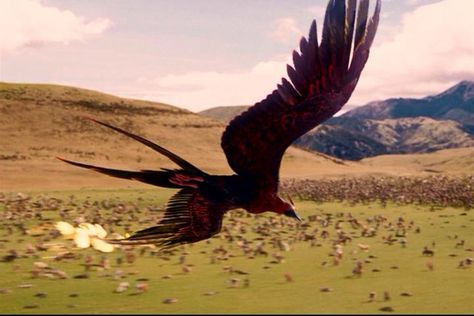 Narnian Phoenix/Firebird Magic Particles, Narnia 3, My Granny, His Voice, Chronicles Of Narnia, Cold Nights, The Aurora, Mythological Creatures, Dragon Art