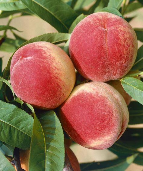 Peach Tree Diseases, Fruit Cocktail Tree, Pink Dogwood Tree, Fast Growing Vines, O Henry, Growing Vines, Pink Dogwood, Peach Tree, Peach Fruit