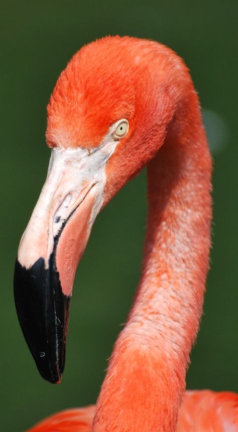 A flamingo face up close. #Animals #Flamingo #PinkFlamingos #Birds Flamingo Birds, Flamingo Reference, American Flamingo, Flamenco Animal, Flamingo Animal, Flamingo Feathers, Natural Forms Animals, Pink Flamingo, Flamingo Photo