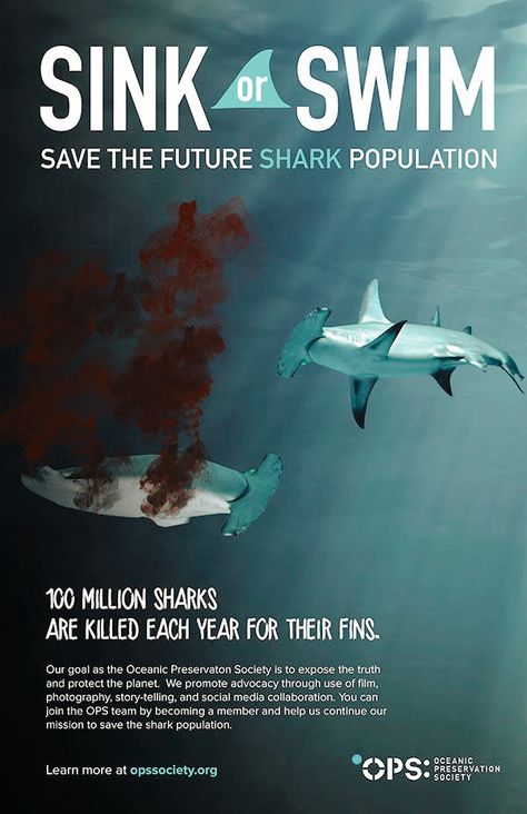 Ocean Life Photography, Charity Campaign, Animal Infographic, Save The Sharks, Shark Conservation, Shark Illustration, Ocean Projects, Shark Facts, Shark Pictures