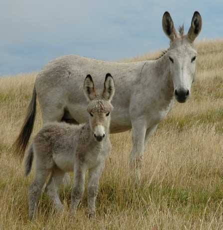 For the Love of Donkeys ~ Stunning Jenny and her Foal from Ponui Island, New Zealand. The island is the home of New Zealand's only feral Donkey breed, the Ponui Donkey. Donkeys were brought to the island together with other livestock from New South Wales, and a feral population established itself. The Ponui Island Donkey now has formal breed status,and some are distributed in mainland New Zealand. It is registered by the Donkey & Mule Society of New Zealand. The Ponui Don Donkey Laying Down, Donkey Breeding, Baby Donkey, Miniature Donkey, Cute Donkey, The Donkey, Animal Totems, Sweet Animals, South Wales