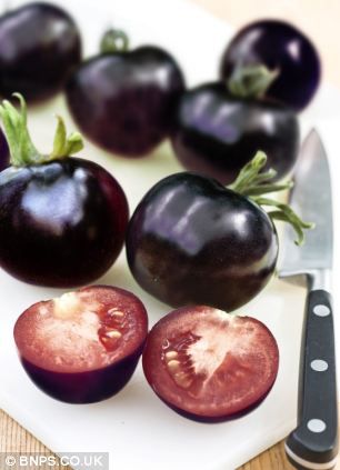 Unusual: The jet-black variety is said to be healthier than its red cousin as it has more anti-oxidants Black Tomatoes, Rare Fruits, Rose Seeds, Blue Tomato, Tomato Seeds, All Vegetables, Heirloom Tomatoes, Exotic Fruit, Rose Black