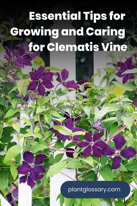 Clematis vines are a gardener's delight, known for their showy blooms and climbing habit. To enjoy their full beauty, it's important to understand how to grow and care for them properly. This article offers detailed advice on selecting the right clematis variety, planting techniques, and ongoing care practices. Learn how to provide the ideal conditions for your clematis to flourish and become a standout feature in your garden. Spring Blooming Trees, Planting Techniques, Clematis Varieties, Clematis Plants, Giant Sunflower, Clematis Flower, Clematis Vine, Blooming Trees, Flower Guide