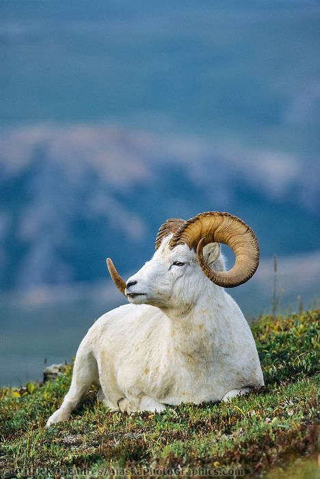 Dall sheep ram | AlaskaPhotoGraphics.com Animals Wallpaper Aesthetic, Ram Aesthetic, Goat Photos, Cute Animals Wallpaper, Wallpaper Aesthetic Nature, Dall Sheep, Alaska Cruises, Cruise To Alaska, Alaska Wildlife