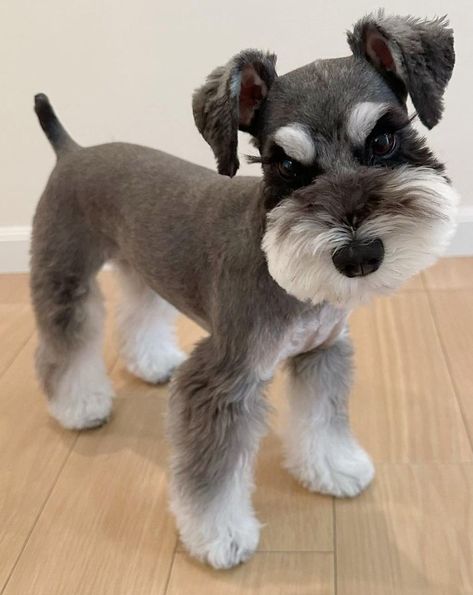 Mini Schnauzer Haircut Styles, Mini Schnauzers Haircuts, Mini Schnauzer Haircuts, Mini Schnauzer Haircut Ideas, Miniature Schnauzer Puppies Haircuts, Snauzer Haircut Styles, Mini Snauzers Haircuts, Short Schnauzer Haircut, Cute Schnauzer Haircut