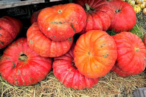 Pumpkin Types, How To Grow Pumpkins, Grow Pumpkins, Heirloom Pumpkins, Red Pumpkin, Raised Gardens, Types Of Pumpkins, Pumpkin Varieties, Red Pumpkins