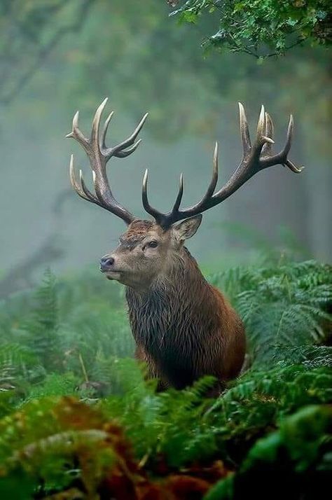 A Stag in the Glen, Scotland. Natur Tattoo Arm, Stag Animal, Deer With Antlers, Deer Wallpaper, Regnul Animal, Iphone Wallpaper Hd, Deer Photos, Wild Animals Pictures, Elk Hunting