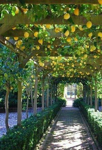 Ombra Pergola, Outdoor Walkway, Covered Walkway, Lemon Trees, Building A Pergola, Garden Wallpaper, Garden Walkway, Backyard Pergola, Garden Makeover