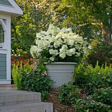 hydrangea_paniculata_bobo in pot_Proven Winners Hydrangea Planters, Bobo Hydrangea, Hardy Hydrangea, Hydrangea Potted, Hydrangea Landscaping, Big Leaf Hydrangea, Types Of Hydrangeas, Smooth Hydrangea, Panicle Hydrangea