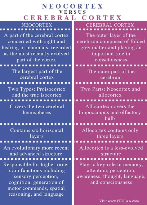 Basal Ganglia, Occipital Lobe, Corpus Callosum, Cerebral Cortex, Nerve Fiber, Frontal Lobe, Autonomic Nervous System, Structure And Function, Educational Psychology