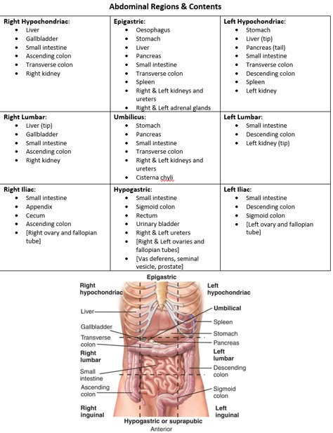 Abdominal regions and contents Abdominal Regions Anatomy, Regions Of The Body Anatomy, Regions Of The Abdomen, Body Regions Anatomy Notes, Sonography School Tips, Medical Terminology Study Tips, Cma Exam Medical Assistant Study Guides, Teaching Medical Assisting, Diagnostic Medical Sonography Student Notes