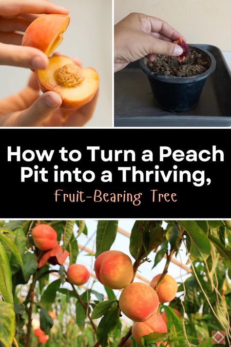 Learn how to grow a peach tree from a pit with this step-by-step guide! 🌳 From planting and nurturing to dealing with pests, we provide all the tips you need for a successful peach harvest. Start your gardening journey now! How To Grow Peaches From Pits, Peach Harvest, Peach Tree Care, Growing Peach Trees, Harvest Garden, Fruit Bearing Trees, Peach Pit, Peach Tree, Thriving Garden