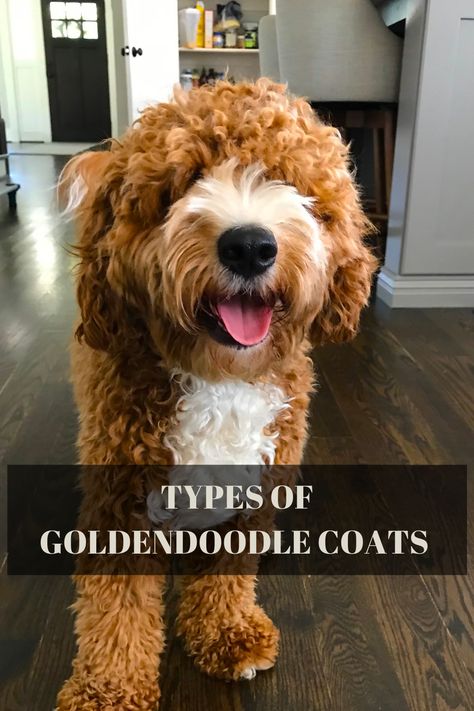 Whenever people come across the topic about this Doodle breed, it isn’t easy to imagine Goldendoodle coats being anything else but curly. While Goldendoodle with curly coats is what many people recognize, other less common coats include wavy, straight, and flat. The two most common types of Goldendoodle coats are wavy and curly hair followed by straight and flat. Aside from the cuteness and appearance of these adorable dogs, there are benefits for people. Curly Mini Goldendoodle, Best Golden Doodle Haircuts, Goldendoodle Hair Types, Curly Dog Haircut, Goldendoodle Poodle Haircut, Goldendoodle Curly Hair, Doodle Haircuts Goldendoodle, Wavy Coat Goldendoodle, Goldendoodle Grooming Styles Teddy Bears