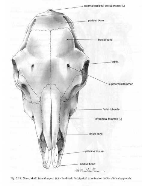 Sheep skull Sheep Anatomy Study, Sheep Skull Drawing, Sheep Skull Tattoo, Animal Skull Mask, Bone Hunting, Language Tattoos, Ks3 Art, Sheep Skull, Mask Project