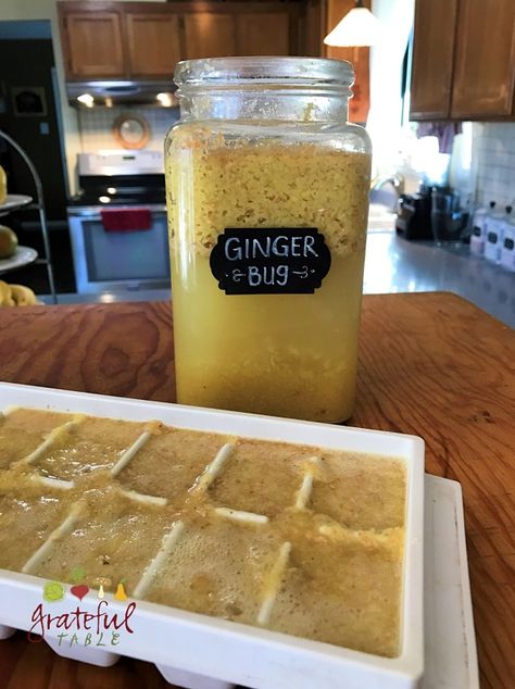 Ginger Bug: Easy Recipe, Healthy Gingerale | Grateful Table Fermented Ginger Paste, Ginger Bug Recipe, Ginger Bug Soda Recipes, Freeze Ginger, Ginger Bug, Menu Catering, Ginger Recipe, Healthy Soda, Kitchen Witch Recipes