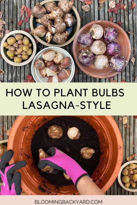 Bulb Lasagna, Layering Bulbs, Fall Bulb Planting, Planting Bulbs In Spring, Lasagna Gardening, Heating A Greenhouse, Spring Planter, Planting Tulips, Perennial Bulbs