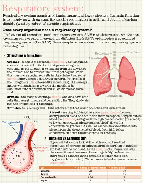 Anatomy And Physiology Respiratory System, Biology Notes Respiratory System, Respiration In Humans Notes, Respiratory System Notes Nursing Schools, Respiratory Physiology Notes, Anatomy Of Respiratory System, Excretion And Osmoregulation Notes, Respiratory System Anatomy Notes, The Respiratory System Notes