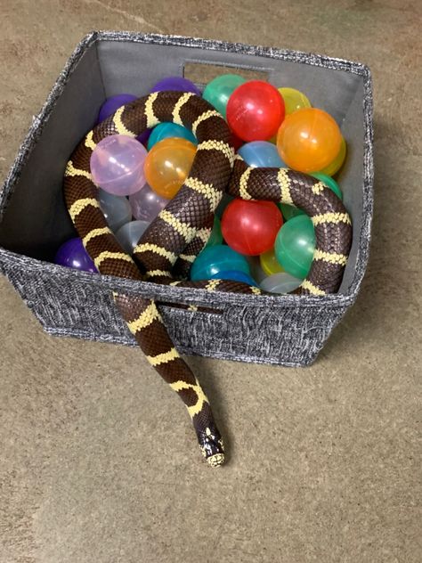 Snake Enrichment Ideas, Snake Playground, Raptor Enrichment, Snake Activities, Reptile Enrichment, Snake Enrichment, Reptile Store, Ball Python Care, Zoo Enrichment