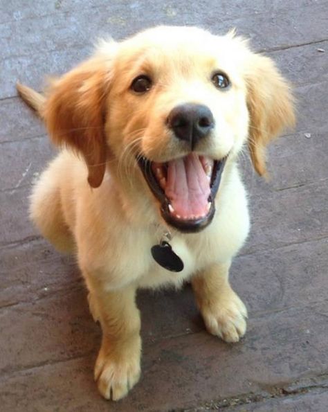 Happy puppy! Golden Retrievers, 골든 리트리버, Cutest Dogs, Getting A Puppy, Retriever Puppy, Dog Behavior, Training Your Dog, 귀여운 동물, Training Tips