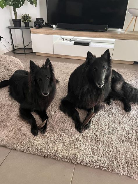 Belgian Sheepdog (Groenendael) | How do people find the energy and personalities between their male and female Groens | Facebook Belgian Sheepdog Groenendael, Belgian Groenendael, Sheep Dog Puppy, Belgian Sheepdog, Homemade Dog, Male And Female, The Energy, Personalities, Dog Treats