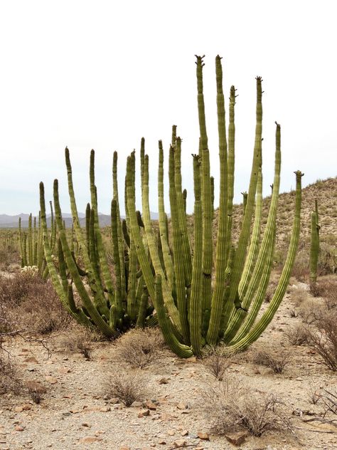 Organ Pipe National Monument Organ Pipe Cactus, Cactus Tattoo, National Monuments, Cactus Plants, Monument, Arizona, Cactus, Plants