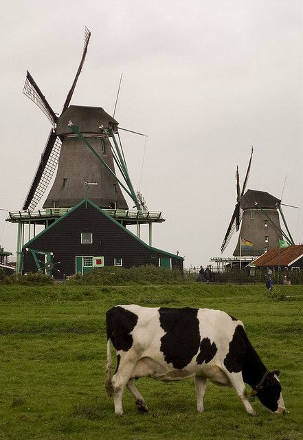 The Netherlands Windmill Water, Dutch Farms, Zaanse Schans, Old Windmills, Holland Netherlands, Dutch Windmills, Netherlands Travel, Water Wheel, Delft