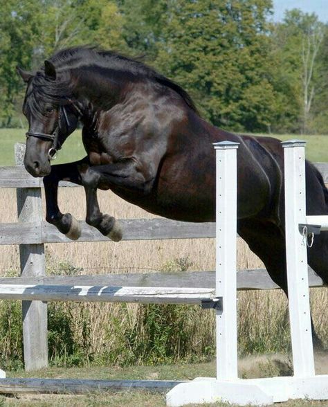 Canadian Horse Breed, Stunning Horses, All Horse Breeds, Canadian Horse, Pony Breeds, Cutee Animals, Horse Boarding, Black Shades, Horse Gear