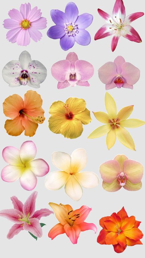 Floral Mood Board, Flowers Y2k, Journal Flowers, Flower Species, Collage Flowers, Flowers Collage, Book Clip Art, Christmas Tree Clipart, Scrapbook Flowers