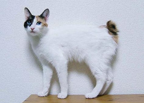 Blue eyed Female Japanese Bobtail. Exotic Cat Breeds, Asian Cat, Laperm, Manx Cat, Japanese Bobtail, Bobtail Cat, Ocicat, American Curl, Ragamuffin