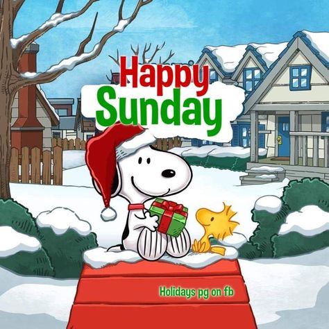 Happy Sunday Images, Good Morning Christmas, Good Morning Winter, Weekend Greetings, Happy Sunday Morning, Sunday Greetings, Snoopy Funny, Happy Sunday Quotes, Snoopy Images