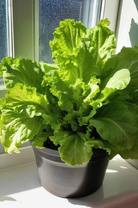 Discover how to grow lettuce indoors easily with these simple steps! Create a thriving indoor garden by following our guide on growing lettuce at home. Whether you have limited outdoor space or just want to enjoy fresh, homegrown produce throughout the year, this tutorial will show you how. Learn about the best containers, soil, lighting, and watering techniques for successful indoor lettuce gardening. Say goodbye to store-bought greens and hello to delicious salads made with your own freshly ha Lettuce Gardening, Growing Lettuce Indoors, How To Grow Lettuce, Grow Lettuce, Types Of Lettuce, Indoor Vegetables, Growing Lettuce, Head Of Lettuce, Garden Store