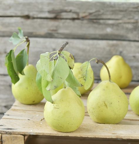 How to Make Pear Nectar. A perfectly ripe pear is one of the sweetest and most fragrant of all fruits, but that moment of perfect ripeness is cruelly brief. Turning the ripened fruit into pear nectar is one way to extend your enjoyment of their brief season. Pears don't release their juice as readily as do oranges and other fruit, but pear nectar... Pear Nectar Recipe, Freeze Pears, Muscadine Grapes, Pear Nectar, Pear Cocktails, Pear Puree, Canning Tips, Basic Cake, Pear Juice