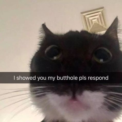 funny cat memes - if cats had snapchat - I showed you my butthole pls respond Memes Of The Day, Snapchat Funny, Funny Animal, Snapchat, The Day, Memes, Funny, Black