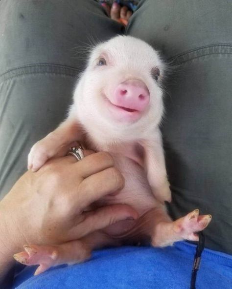 When a Picture Says More Than Just a Thousand Words Cele Mai Drăguțe Animale, Cute Piglets, Cute Piggies, Pet Pigs, Baby Animals Pictures, Baby Pigs, Baby Animals Funny