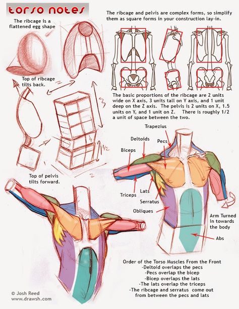 Drawsh: Anatomy Anatomy Tips, Anatomy Tutorial, Human Anatomy Drawing, Human Anatomy Art, Human Drawing, Anatomy Sketches, Body Reference Drawing, Art Study, Anatomy For Artists