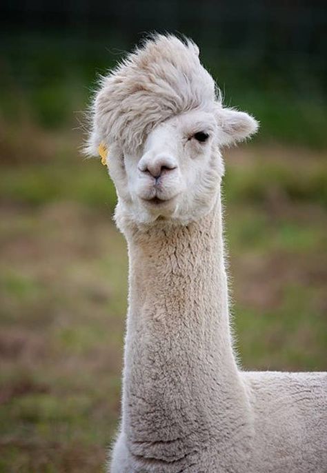 15 Llamas Who Just Do Not Give A Damn Funny Quotes, Funny, Quotes, Laugh Out Loud, To Laugh, Out Loud, Llama, Alpaca, Medicine