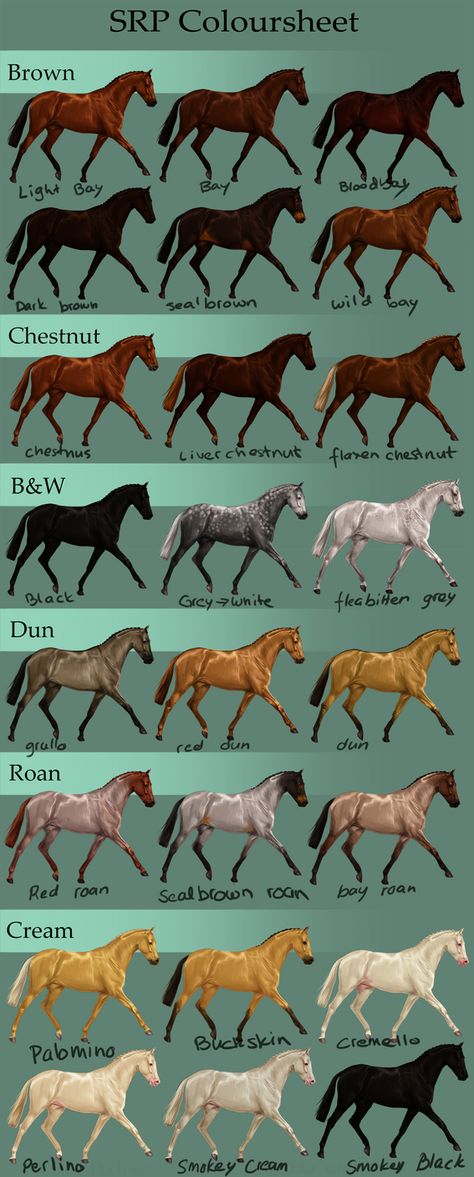 SRP colour sheet. by DalRiataStables on DeviantArt Horse Color Chart, Ahal Teke, Colour Sheet, Wallpaper Horse, Tattoo Horse, Drawing Horse, Hors Doeuvres, Horse Markings, Horse Coat Colors