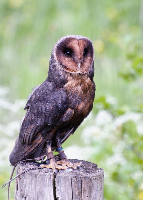 Melanistic barn owl by fremlin  Melanism is an undue development of dark-colored pigment in the skin or its appendages and is the opposite of albinism. Historically, it was also the medical term for black jaundice. Pseudo-melanism, also called abundism, is another variant of pigmentation, characterized by dark spots or enlarged stripes, which cover a large part of the body of the animal making it appear melanistic. Melanistic Barn Owl, Owl Character Design Human, Black Barn Owl, Owl Dragon, Barn Owl Pictures, Melanistic Animals, Spotted Owl, Awesome Owls, Barn Owls