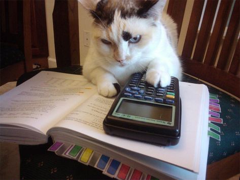 The Only Student in the Class Who Got Calculus | 21 Cats You Went To High School With Funny Cat Memes, Funny Cat Pictures, Silly Cats, Funny Animal Pictures, Crazy Cat Lady, Animal Memes, Crazy Cats, Cat Pics, Cat Memes