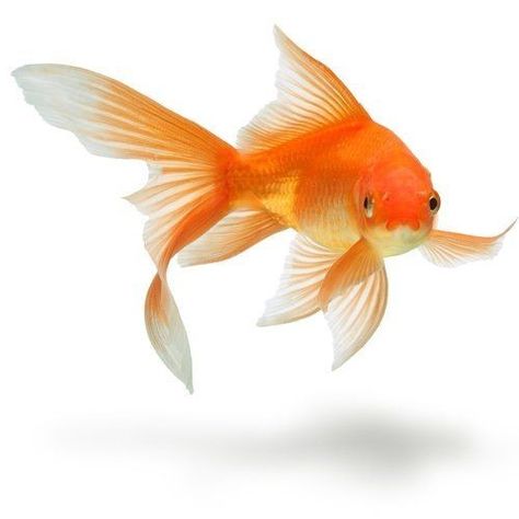 Goldfish Care, Pet Goldfish, Goldfish Art, Goldfish Bowl, Termite Control, Carpe Koi, E Mc2, Freshwater Fish, Fish Art