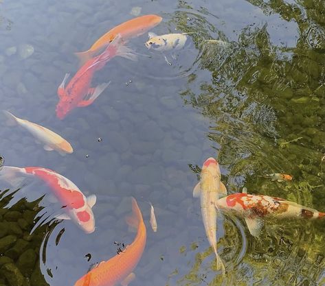 Japan Aesthetic, Aesthetic Japan, Japanese Aesthetic, Koi Pond, The Pond, Alam Yang Indah, Back To Nature, Nature Aesthetic, Koi Fish