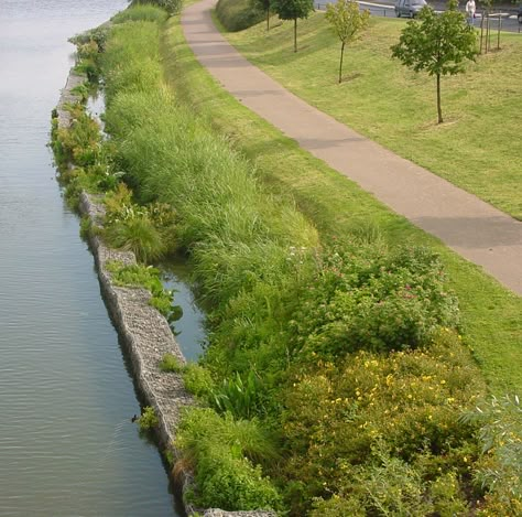 Bank Design, Architecture Sketchbook, Erosion Control, Water Projects, River Bank, Water Management, Rain Garden, Landscape Projects, Plant Design