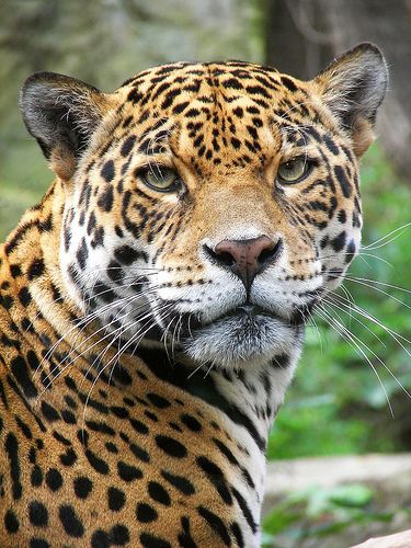 I believe my jaguar came into my life during the time of my molestation. to aide me in strength and now to heal and refind myself. thank you Jaguar. Jaguar Animal, Nosara, Wild Animals Pictures, Black Panthers, Large Cats, Wild Animal, Leopards, Exotic Pets, Wild Animals