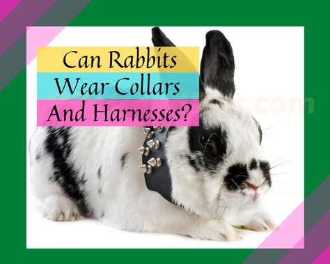 Rabbits collars can Rabbits wear them? Bunny Collar, Rabbit Behavior, Rabbit Life, Large Rabbits, Ny Life, Adorable Creatures, Rabbit Care, Safety Precautions, Curious Creatures