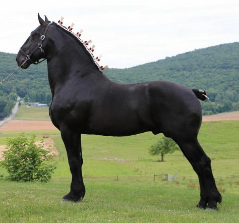 Black Percheron Horses, Percheron Horses Black, Percheron Horse, Percheron Horses, Cats Art Drawing, Shire Horse, Cute Horse Pictures, Big Horses, Horse Aesthetic