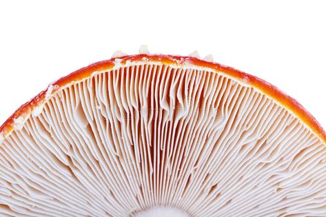 Under a red mushroom. Texture of underside gills of a red mushroom , #Aff, #mushroom, #red, #Texture, #gills, #underside #ad Mushroom Texture, Mushroom Image, Mushroom Gills, Mushroom Stock, Red Texture, Plant Fungus, Mushroom Hat, Red Mushroom, Painting Canvases