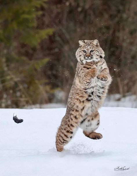 After the bobcat stalked and caught the vole it played with it like a barn cat with a mouse. Pic by Jeff L Coldwell Bobcat Wallpaper, Bobcat Therian, Bobcat Drawing, Bobcat Aesthetic, Bobcat Sketch, Bobcat Art, Bobcat Photography, Hunting Checklist, Baby Bobcat